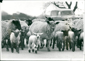 Oldfield Outfitters British wool Industry